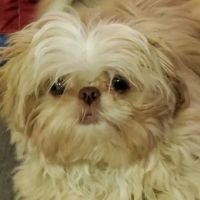 Audubon Animal Clinic ico