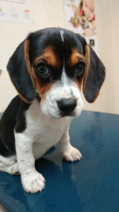 Audubon Animal Clinic 9
