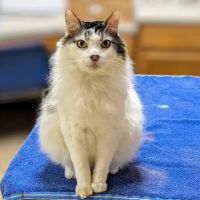 Harrison Central Veterinary Hospital ico