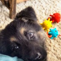 Clarksburg Veterinary Hospital ico