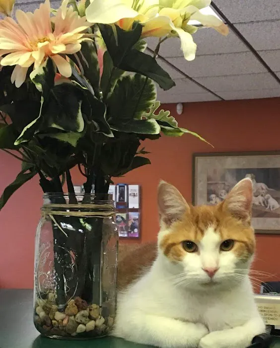 All Pets Animal Clinic 9