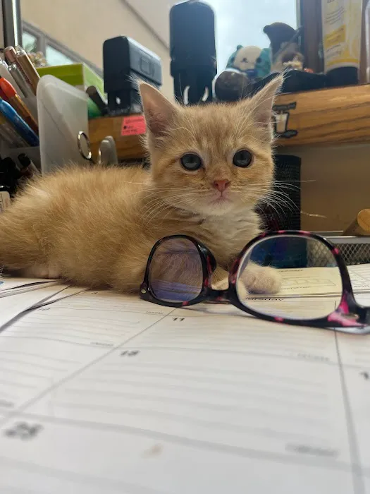 All Pets Animal Clinic 8