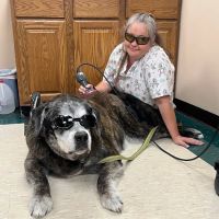 All Pets Animal Clinic ico