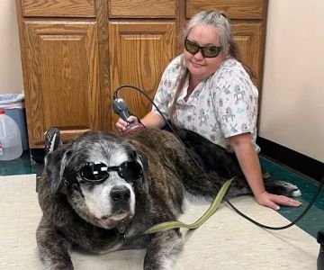All Pets Animal Clinic