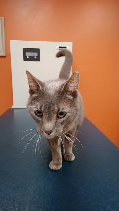 All Pets Animal Clinic 4