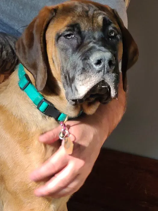 Little Vet Clinic 1