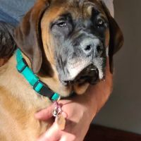 Little Vet Clinic ico
