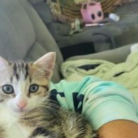 Little Vet Clinic - Dr. Amanda Zoldak ico