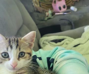 Little Vet Clinic - Dr. Amanda Zoldak