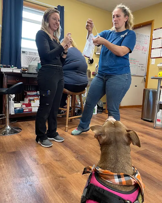 Little Vet Clinic - Dr. Amanda Zoldak 7