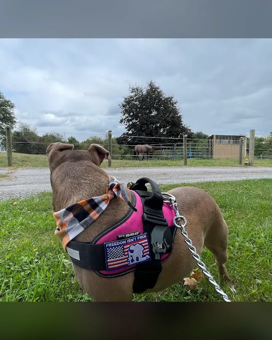 Little Vet Clinic - Dr. Amanda Zoldak 3