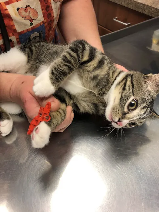 Community Veterinary Hospital LLC 6