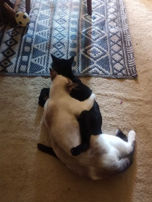 Community Veterinary Hospital LLC 5