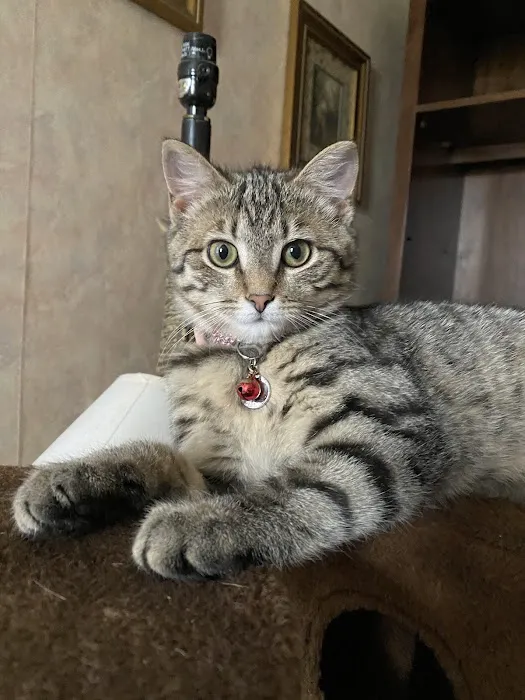 Community Veterinary Hospital LLC 3