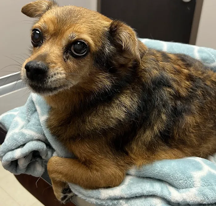 Community Veterinary Hospital LLC 9