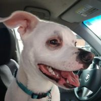 Community Veterinary Hospital LLC ico