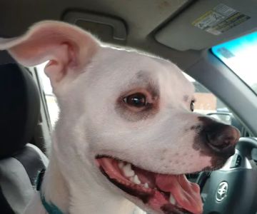 Community Veterinary Hospital LLC