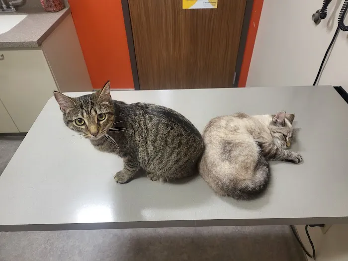 Adamson Veterinary Services 1
