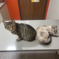 Adamson Veterinary Services ico
