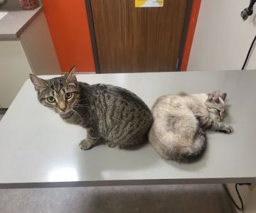 Adamson Veterinary Services