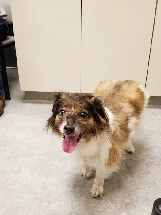 Adamson Veterinary Services 4