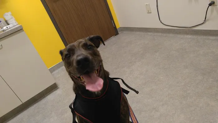 Adamson Veterinary Services 2