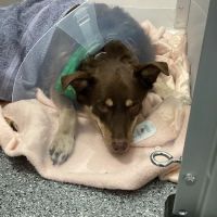New Leaf Veterinary Clinic ico