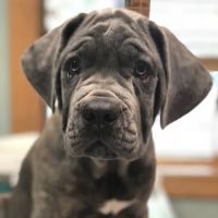 Mogadore Veterinary Hospital ico