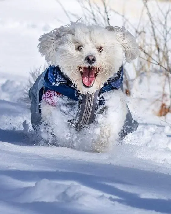 Chagrin Falls Pet Clinic & Veterinary Center 8