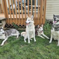 Chagrin Valley Veterinary Clinic ico