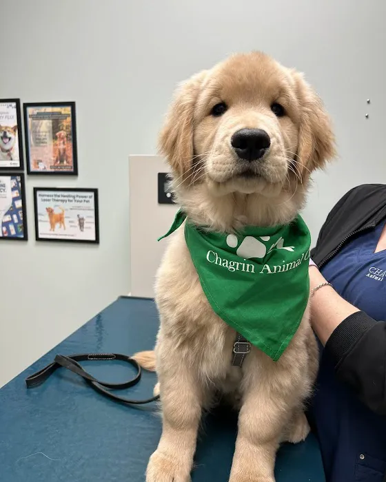 Chagrin Animal Clinic Inc 6
