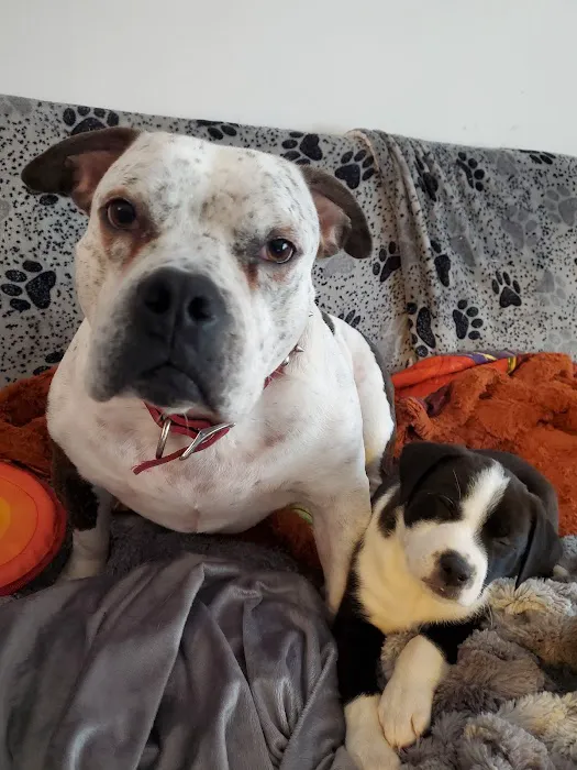 TLC Pet Hospital 9