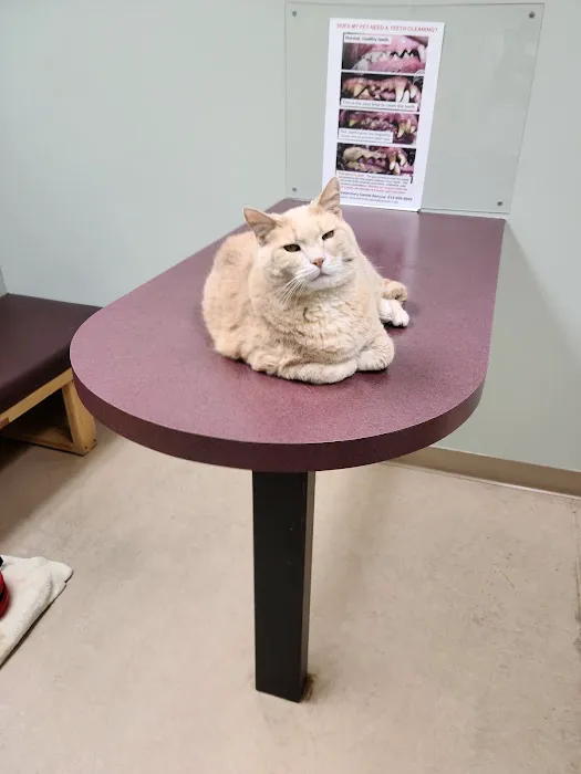 TLC Pet Hospital 2