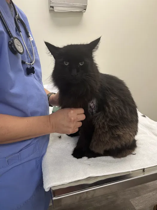Family Paws Animal Hospital 4