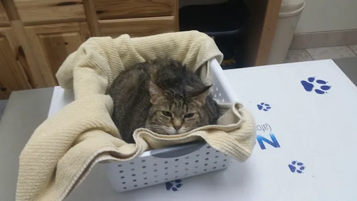 Lakeland Animal Clinic 1