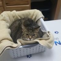 Lakeland Animal Clinic ico