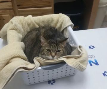 Lakeland Animal Clinic