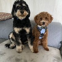 Village Veterinary Clinic ico