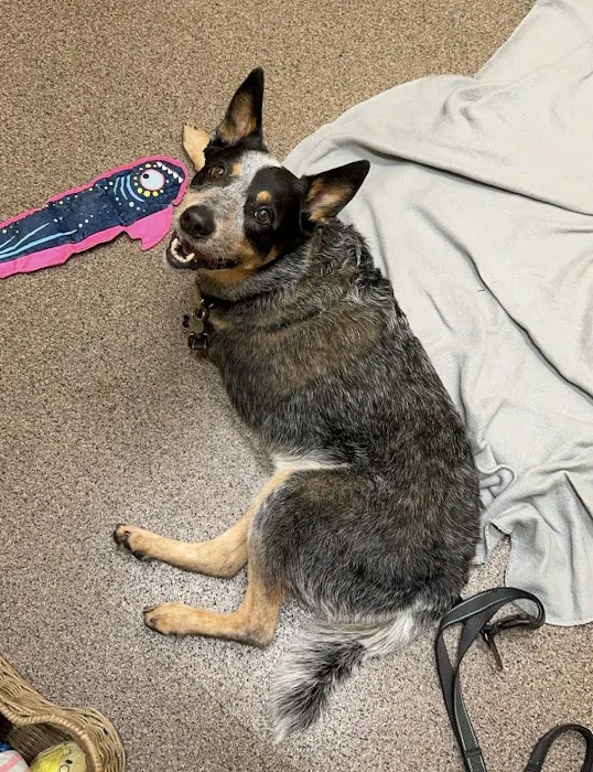 Cleveland Veterinary Rehabilitation 4