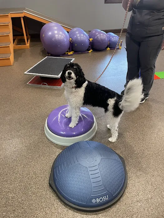 Cleveland Veterinary Rehabilitation 9