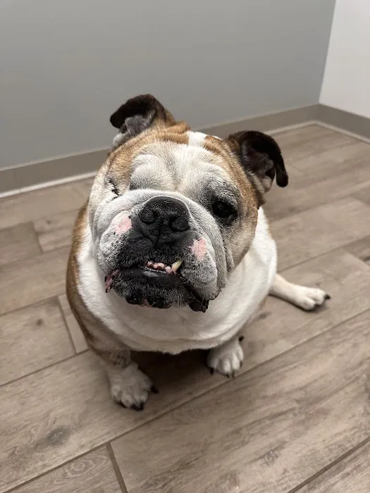 Cleveland Veterinary Rehabilitation 1