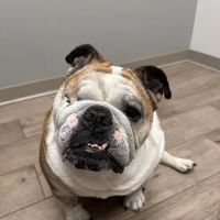 Cleveland Veterinary Rehabilitation ico