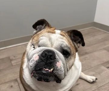 Cleveland Veterinary Rehabilitation