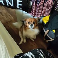 Richman Animal Clinic ico