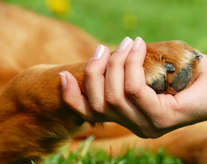 Richman Animal Clinic 5