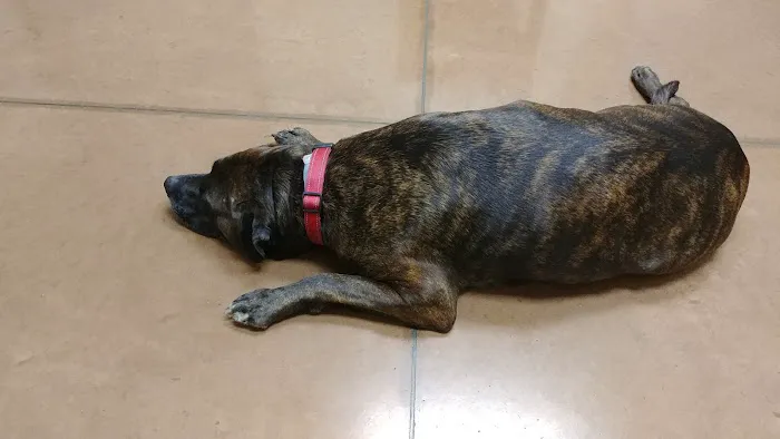 Rootstown Veterinary Hospital 10