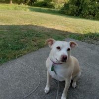Rootstown Veterinary Hospital ico
