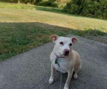 Rootstown Veterinary Hospital