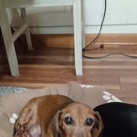 Best Friends Animal Clinic ico