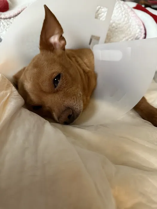LoveNCare Animal Hospital 8
